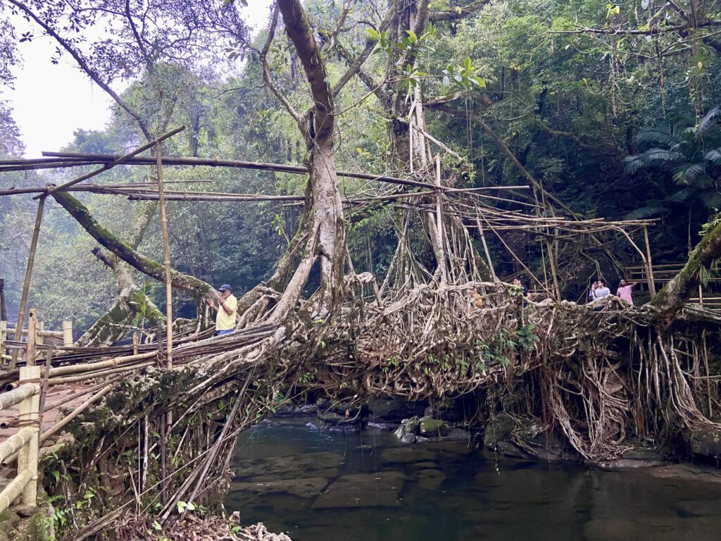 Living Root Bridge, Riwai Village, Meghalaya, North East India