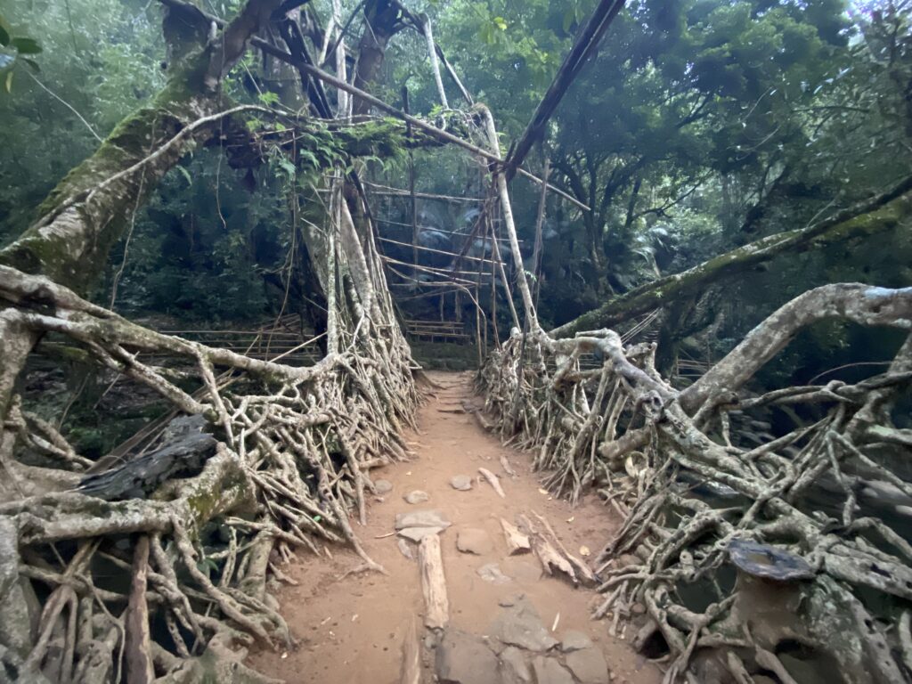 Living Root Bridge, Riwai Village, Meghalaya, North East India