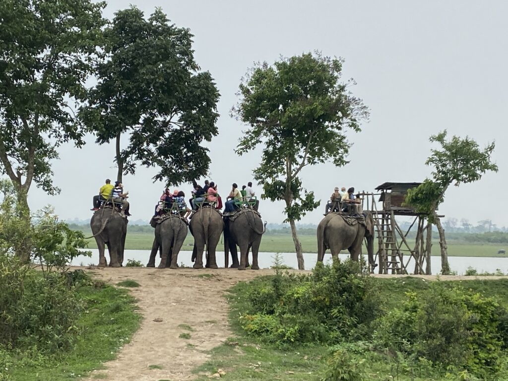 Kaziranga National Park, Assam, North East India.